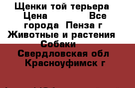 Щенки той терьера › Цена ­ 10 000 - Все города, Пенза г. Животные и растения » Собаки   . Свердловская обл.,Красноуфимск г.